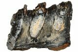 Mammoth Molar Slice with Case - South Carolina #193889-1